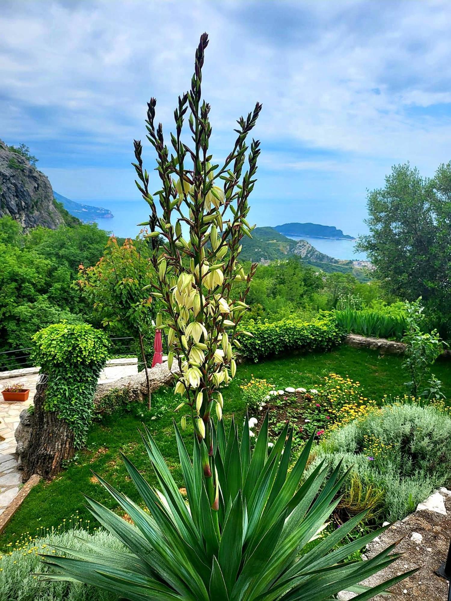 Villa Nera Budva Exteriér fotografie